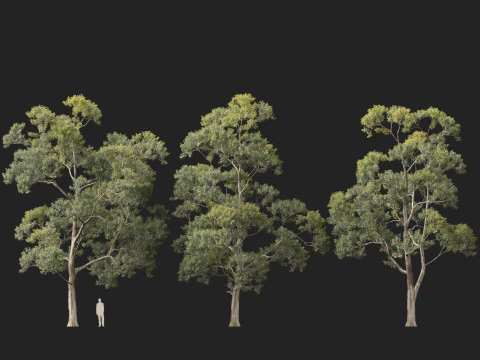 HighpolyLow Poly Eucalyptus Saligna Sydney Blue Gum 3D Model