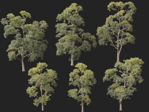 HighpolyLow Poly Eucalipto Saligna Sydney Blue Gum Modelo 3D