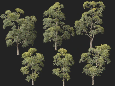 HighpolyLow Poly Eucalyptus Saligna Sydney Blue Gum 3D Model