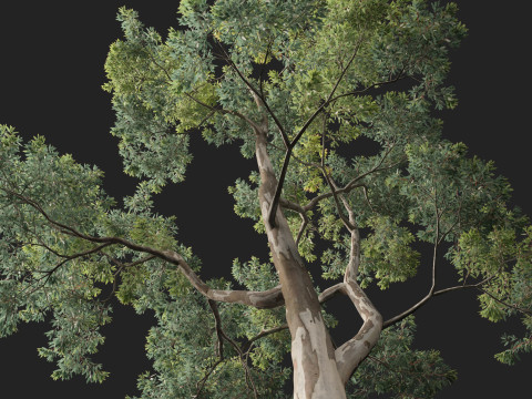 HighpolyLow Poly Eucalipto Saligna Sydney Blue Gum Modelo 3D
