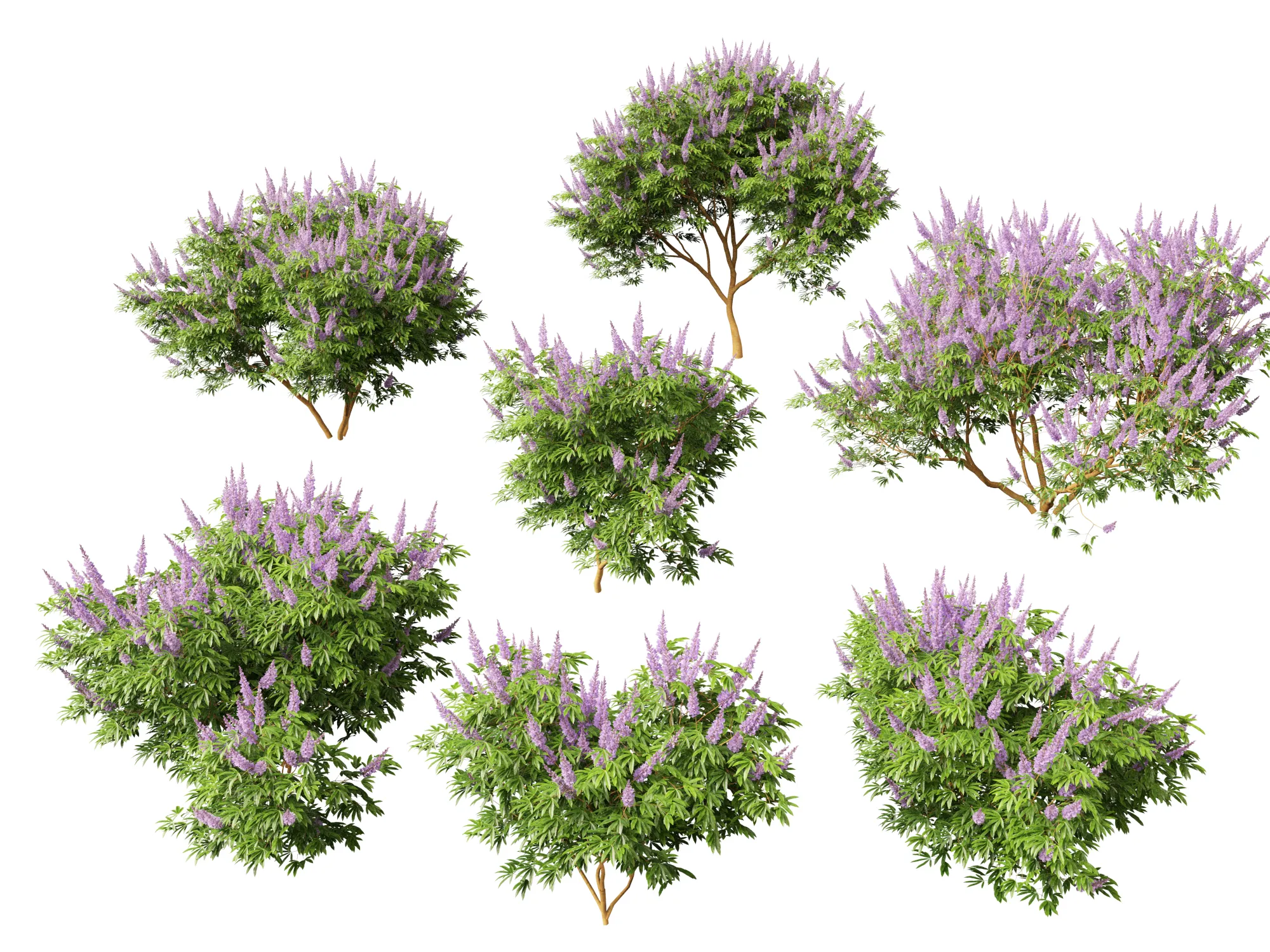 HighpolyLow Poly Vitex Agnus - Chaste Tree 3D Model .c4d .max .obj .3ds .fbx .stl .blend