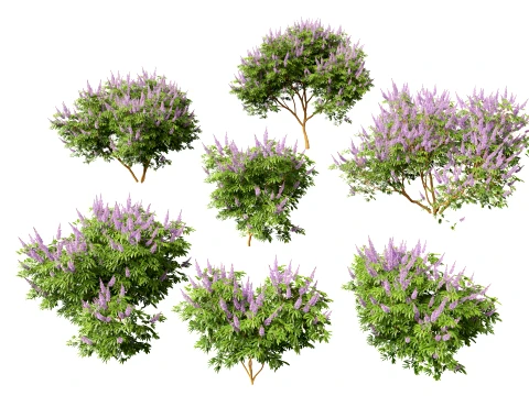 HighpolyLow Poly Vitex Agnus &ndash; M&ouml;nchspfeffer 3D Modell