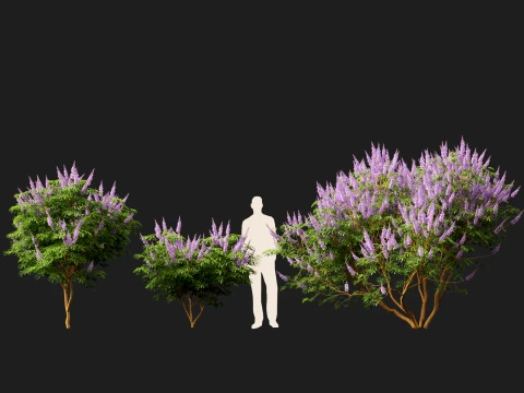 HighpolyLow Poly Vitex Agnus - Chaste Tree 3D Model