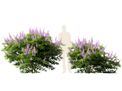 HighpolyLow Poly Vitex Agnus - Chaste Tree 3D Model