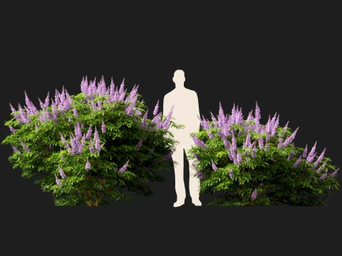 HighpolyLow Poly Vitex Agnus - Chaste Tree 3D Model