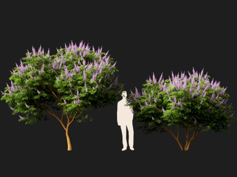 HighpolyLow Poly Vitex Agnus - Chaste Tree 3D Model