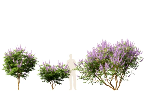 HighpolyLow Poly Vitex Agnus - Chaste Tree 3D Model