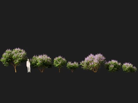 HighpolyLow Poly Vitex Agnus - Chaste Tree 3D Model