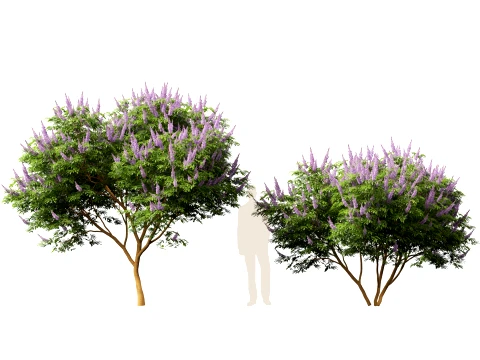 HighpolyLow Poly Vitex Agnus - Chaste Tree 3D Model