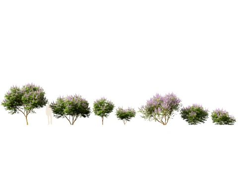 HighpolyLow Poly Vitex Agnus - Chaste Tree 3D Model