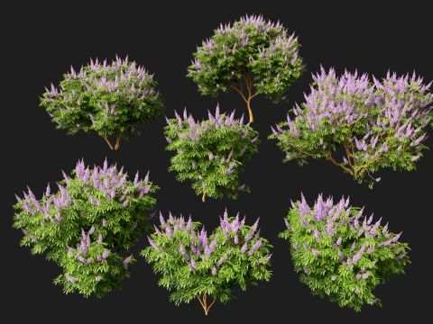 HighpolyLow Poly Vitex Agnus - Chaste Tree 3D Model