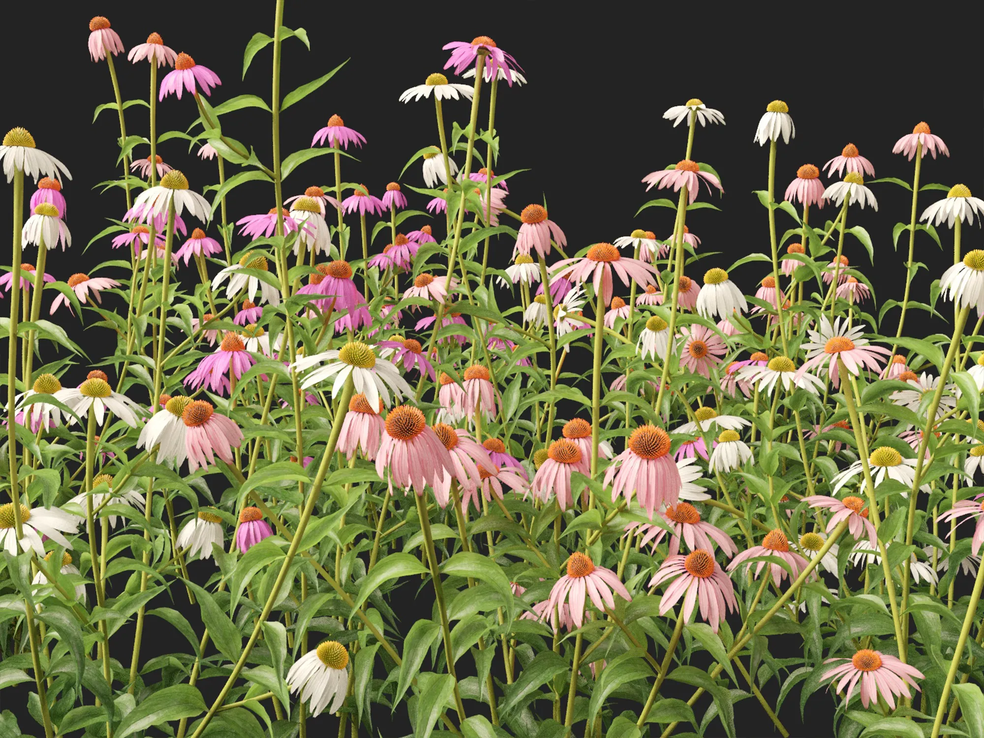 HighpolyLow Poly Echinacea Purpurea Purple Coneflower 3D Model .c4d .max .obj .3ds .fbx .stl .blend 