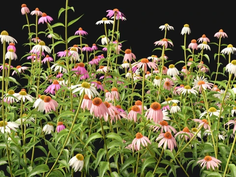 HighpolyLow Poly Echinacea Purpurea Purple Coneflower Modello 3D