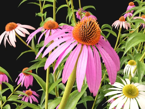 HighpolyLow Poly Echinacea Purpurea Purple Coneflower 3D Model