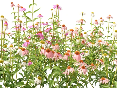 HighpolyLow Poly Echinacea Purpurea Purple Coneflower 3D Model