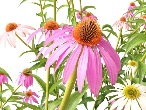 HighpolyLow Poly Echinacea Purpurea Purple Coneflower 3D Model