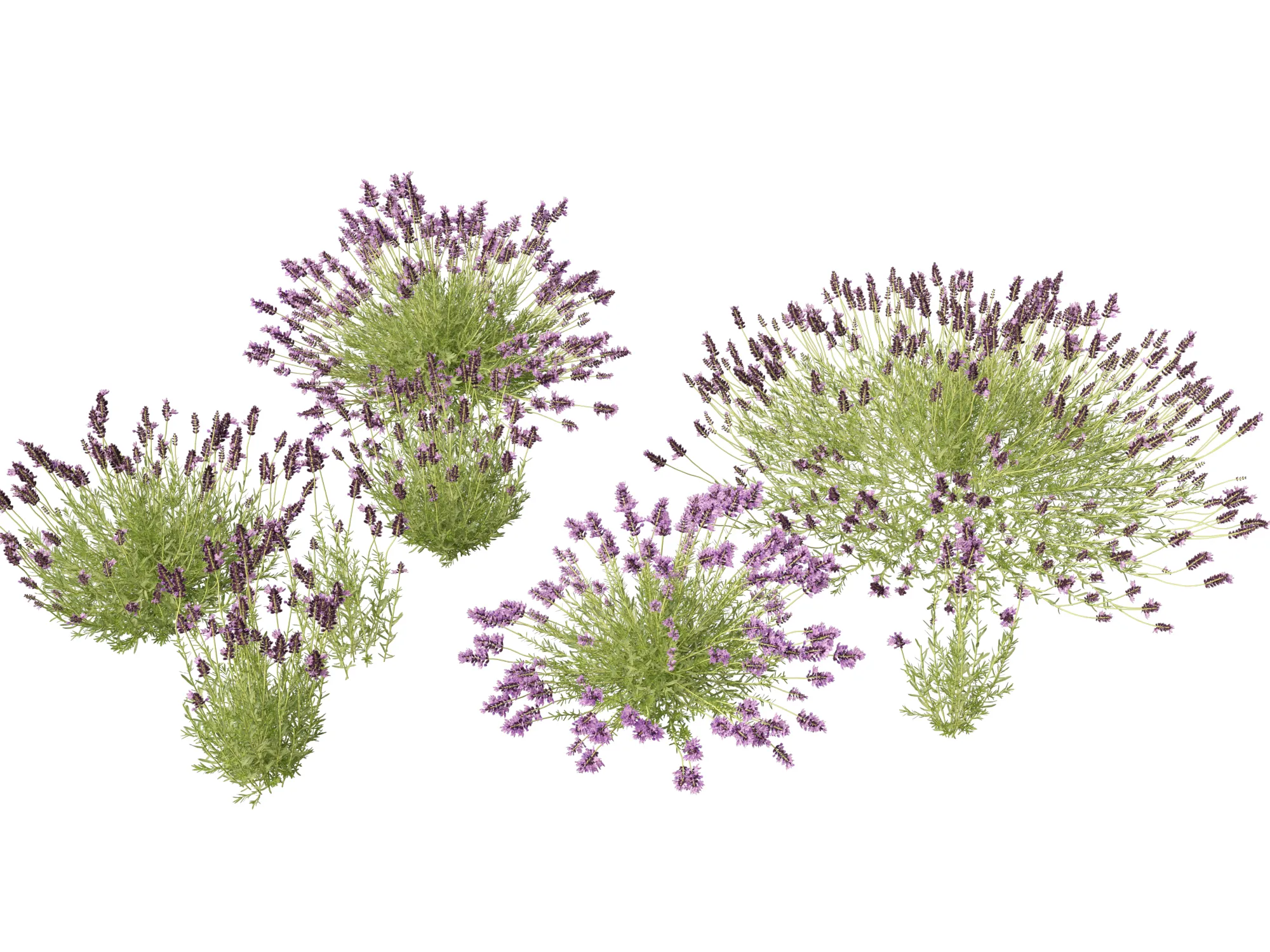 Highpoly-Low Poly - Lavandula angustifolia - lavanda inglese Modello 3D .c4d .max .obj .3ds .fbx .stl .blend 