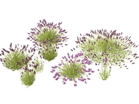 하이폴리-로우폴리 - Lavandula angustifolia - 잉글리시 라벤더 3D 모델