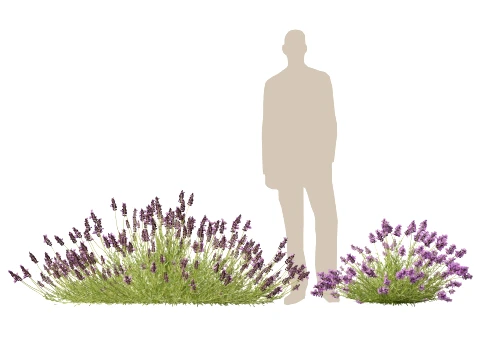 Highpoly-Low Poly - Lavandula angustifolia - lavanda inglese Modello 3D
