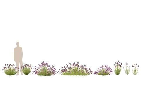Highpoly-Low Poly - Lavandula angustifolia - lavanda inglese Modello 3D
