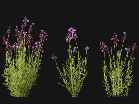 Highpoly-Low Poly - Lavandula angustifolia - lavanda inglese Modello 3D