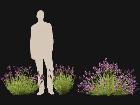 Highpoly-Low Poly - Lavandula angustifolia - lavanda inglese Modello 3D
