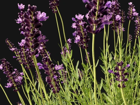Highpoly-Low Poly - Lavandula angustifolia - lavanda inglese Modello 3D