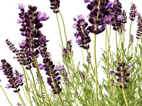 Highpoly-Low Poly - Lavandula angustifolia - lavanda inglese Modello 3D