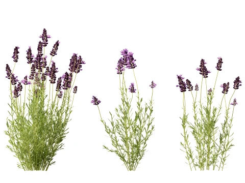 Highpoly-Low Poly - Lavandula angustifolia - lavanda inglese Modello 3D
