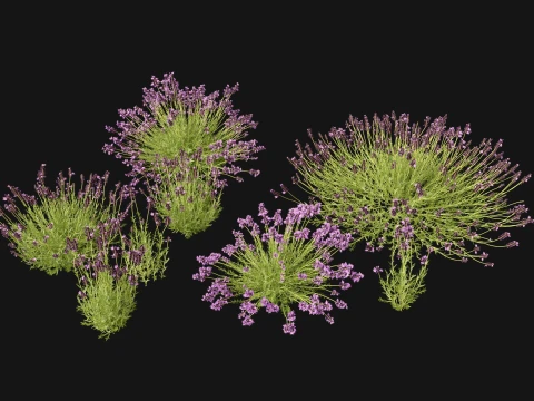 Highpoly-Low Poly - Lavandula angustifolia - lavanda inglese Modello 3D