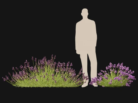 Highpoly-Low Poly - Lavandula angustifolia - lavanda inglese Modello 3D