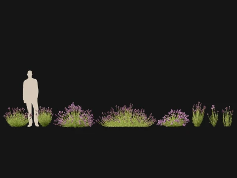 Highpoly-Low Poly - Lavandula angustifolia - lavanda inglese Modello 3D