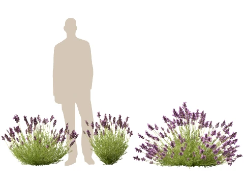 Highpoly-Low Poly - Lavandula angustifolia - lavanda inglese Modello 3D