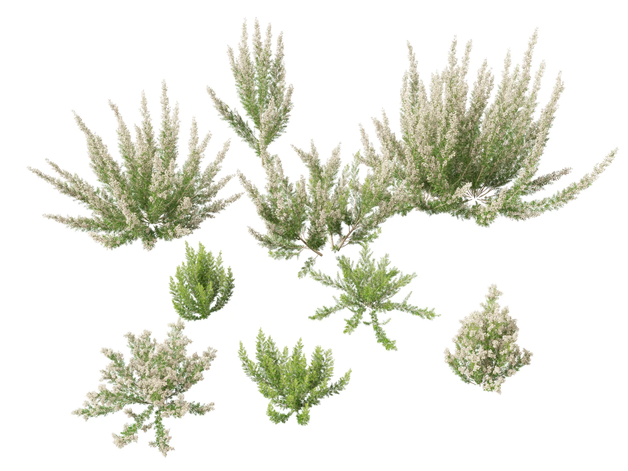 HighpolyLow Poly Erica Arborea - Tree Heath 3D Model .c4d .max .obj .3ds .fbx .stl .blend 