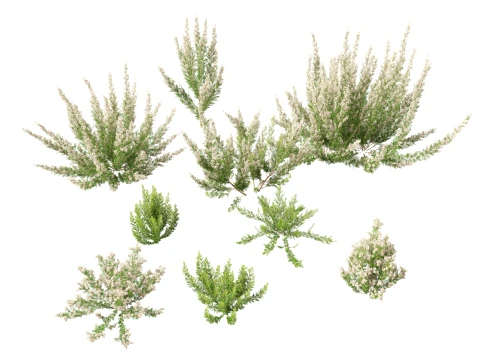 HighpolyLow Poly Erica Arborea - Bruy&egrave;re arborescente Modèle 3D