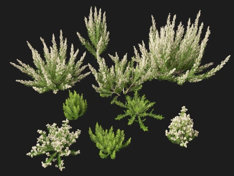 HighpolyLow Poly Erica Arborea - Tree Heath 3D Model