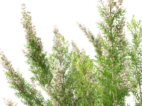 HighpolyLow Poly Erica Arborea - Tree Heath 3D Model