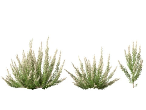 HighpolyLow Poly Erica Arborea - Tree Heath 3D Model