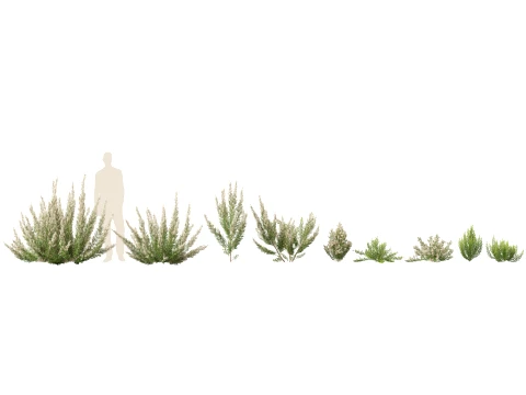 HighpolyLow Poly Erica Arborea - Tree Heath 3D Model