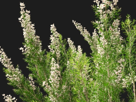 HighpolyLow Poly Erica Arborea - Tree Heath 3D Model