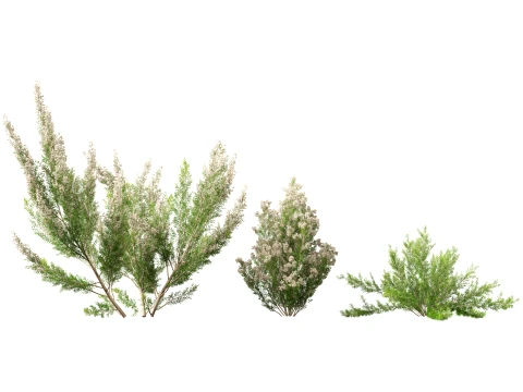 HighpolyLow Poly Erica Arborea - Tree Heath 3D Model