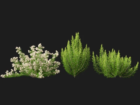 HighpolyLow Poly Erica Arborea - Tree Heath 3D Model