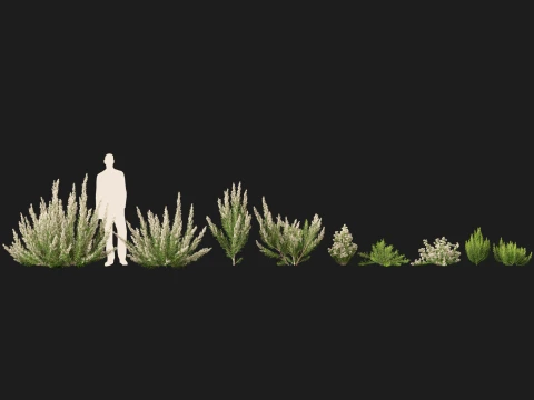 HighpolyLow Poly Erica Arborea - Tree Heath 3D Model