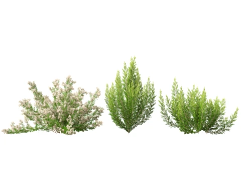 HighpolyLow Poly Erica Arborea - Tree Heath 3D Model
