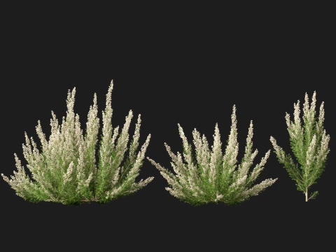 HighpolyLow Poly Erica Arborea - Tree Heath 3D Model
