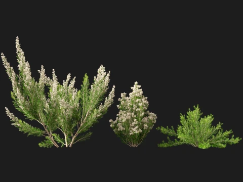 HighpolyLow Poly Erica Arborea - Tree Heath 3D Model