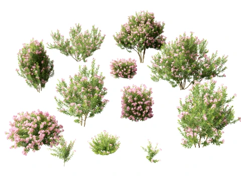 HighpolyLowpoly - Nerium Oleander - Rosebay 03 Modèle 3D
