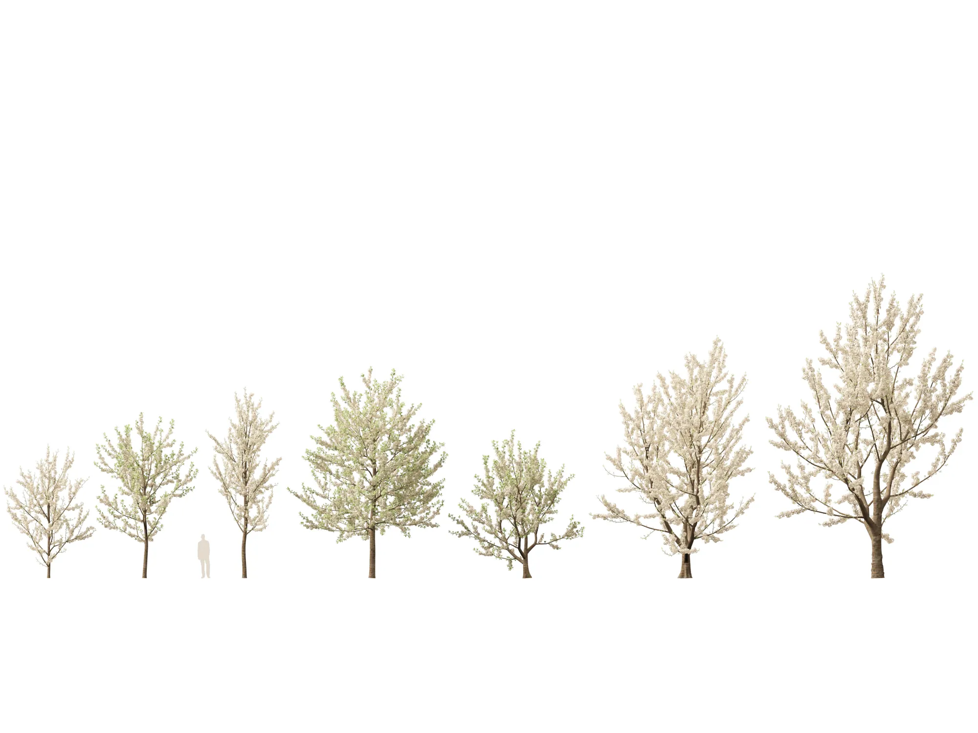 Prunus avium - Sweet cherry 3D Model .c4d .max .obj .3ds .fbx .stl .blend 