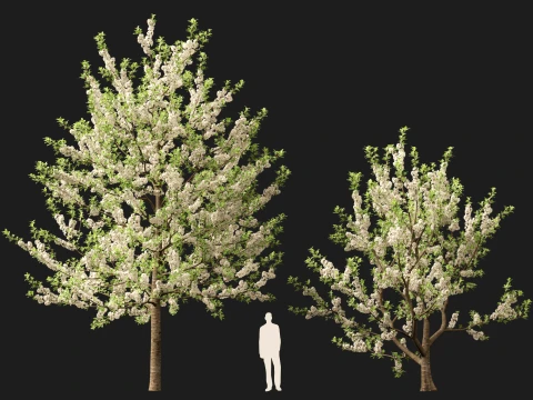 Prunus avium - Sweet cherry 3D Model