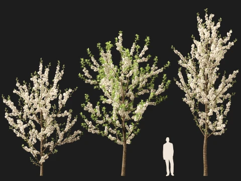 Prunus avium - Sweet cherry 3D Model